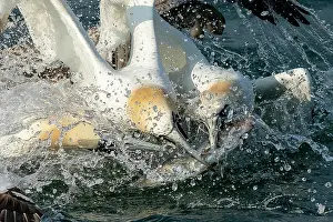 Squabbling: Gannet (Morus bassanus) squabbling over a fish