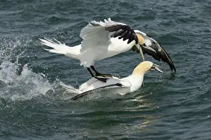 Riding: Gannet (Morus bassanus) surfing on anothers back