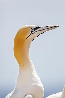 290421: Gannet - Portrait - UK