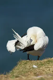 Guy Rogers: Gannet - preening feathers - June