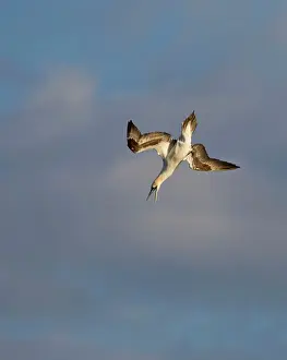 Dives: Gannet - screaching with open bill as it dives