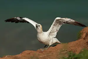 Gannet: Gannet - spreading wings after preening - August