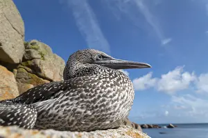 Bassana: Gannet - Young - Isles of Scilly - UK