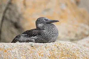 Bassana: Gannet - Young - Isles of Scilly - UK