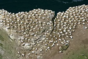 Unst: Gannetry - breeding Gannets on exposed rock seen from above