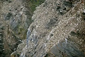 Thousands: Gannetry - jagged rocks and cliffs with thousands