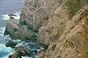Unst: Gannetry - jagged rocks and cliffs with thousands