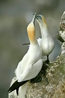 Bills: Gannets billing - male and female greeting each