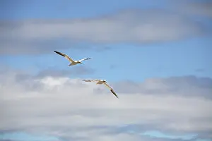 Gannets: Gannets In Flight