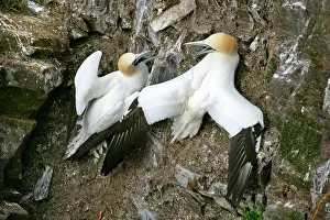 Unst: Gannets - two Gannets bickering at each other in
