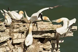 Rspb: Gannets. interaction between pairs at nest site