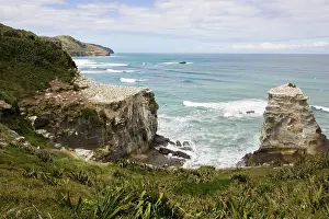 Communities: Gannets - nesting gannets at Muriwai gannet colony