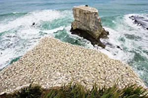 Communities: Gannets - nesting gannets at Muriwai gannet colony