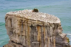 Communities: Gannets - nesting at Muriwai gannet colony off