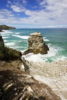 Communities: Gannets - nesting rock at Muriwai gannet colony