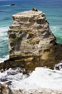 Communities: Gannets - nesting rock at Muriwai gannet colony
