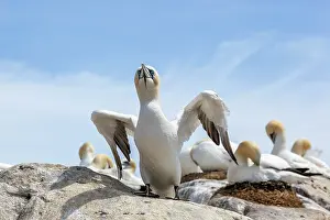 Gannets: Gannets - Nesting - UK