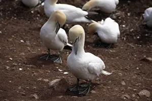 Gannets: Gannets Preening