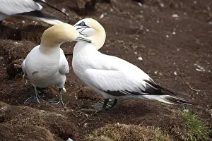 Mutual: Gannets Showing Mutual Preening Behavior