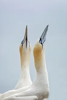 Gannet: Gannets - UK