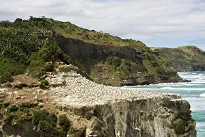 Communities: Gannets - visitors on viewing platform watching