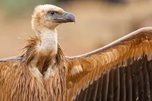 Persons: Gansegeier, Eurasian Griffon Vulture
