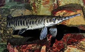 Lepisosteus: Gar / Garpike
