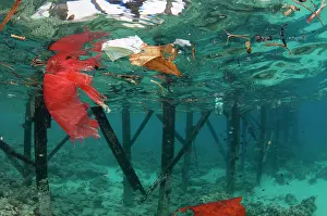 Garbage: Garbage floating by jetty - NusaBay Menjangan Hotel house re