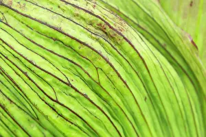 Veins: Garden Angelica - stem detail