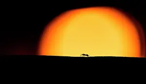 Niger: Garden ant (Lasius niger) at sunset