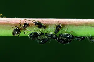 Tending: Garden Ants - milking aphids