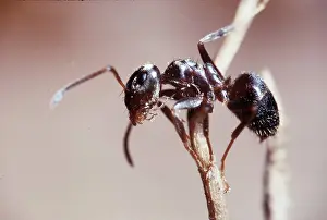 Ants: GARDEN BLACK ANT