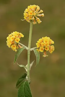 Buddleia: A garden buddleia