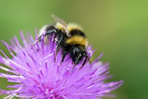 Hortorum: Garden Bumble Bee