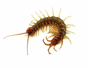 Fangs: Garden Centipede