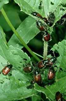 GARDEN CHAFER