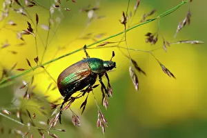 Chafer: Garden Chafer