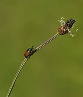 Chafer: Garden Chafer crawling along Ribwort plantain (Plantago