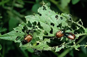 Chafer: Garden Chafer - eating leaf