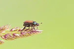 Chafer: Garden Chafer - on grass