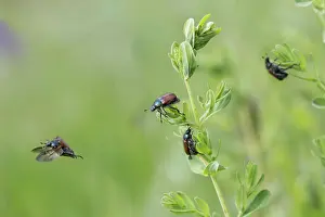 Calcareous: Garden chafer (Phyllopertha horticola), Small Group
