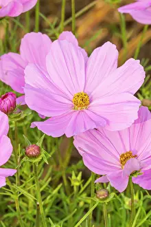 Cosmos: Garden cosmos (Cosmos bipinnatus) Sonata Pink Blush