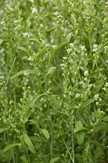 Cress: Garden cress - in flower
