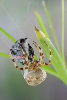 Wrapping: Garden Cross / Garden orb-web / Cross SPIDER -