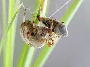 Wrapping: Garden Cross / Garden orb-web / Cross SPIDER -