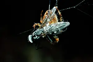 Wrapping: Garden Cross / Garden Orb-web / Cross SPIDER -
