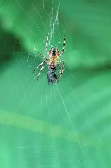 Wrapping: Garden Cross / Garden Orb-web / Cross SPIDER -