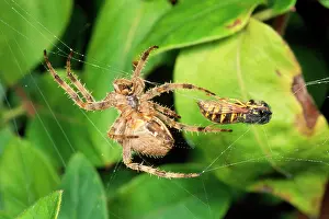 Wrapping: Garden Cross / Garden Orb-web / Cross SPIDER -