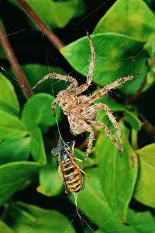 Wrapping: Garden Cross / Garden Orb-web / Cross SPIDER -