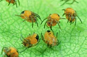 Spiderling: Garden Cross / Garden Orb-web / Cross SPIDER -